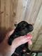 Pomeranian Puppies for sale in Alma, GA 31510, USA. price: $1,800
