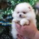 Pomeranian Puppies for sale in Tennessee City, TN 37055, USA. price: $400