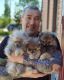 Pomeranian Puppies for sale in Hamilton, AL 35570, USA. price: $400