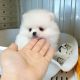 Pomeranian Puppies for sale in Starkville, MS 39759, USA. price: NA