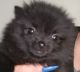 Pomeranian Puppies for sale in Forest Lakes Park, FL 32179, USA. price: NA
