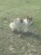 Pomeranian Puppies for sale in Mead, OK 73449, USA. price: NA