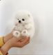 Pomeranian Puppies for sale in Portland, OR, USA. price: $650