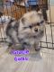 Pomeranian Puppies for sale in Greeneville, TN, USA. price: $1,600