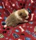 Pomeranian Puppies for sale in Phillipsburg, NJ 08865, USA. price: NA