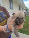 Pomeranian Puppies for sale in Milwaukee, WI, USA. price: $1,200