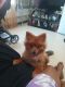 Pomeranian Puppies for sale in Waterbury, CT, USA. price: $500