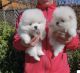 Pomeranian Puppies for sale in Charlotte, NC, USA. price: $850
