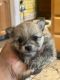 Pomeranian Puppies for sale in Oakland, CA, USA. price: $1,300