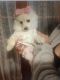Pomeranian Puppies for sale in Middleborough, MA, USA. price: $1,200