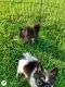 Pomeranian Puppies for sale in 803 Brickyard Ct, Greenville, NC 27858, USA. price: $600