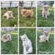 Pomeranian Puppies for sale in 18313 E Thirteen Mile Rd, Fraser, MI 48026, USA. price: NA
