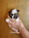 Pomeranian Puppies for sale in Scio, OR 97374, USA. price: NA