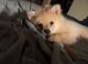 Pomeranian Puppies for sale in Highland, CA, USA. price: NA
