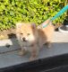 Pomeranian Puppies for sale in Highland, CA, USA. price: NA