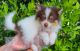 Pomeranian Puppies for sale in Whittier, CA, USA. price: $999