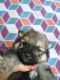 Pomeranian Puppies for sale in Alma, GA 31510, USA. price: $1,400