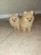 Pomeranian Puppies for sale in Cypress, TX, USA. price: NA