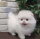Pomeranian Puppies for sale in Charlotte, NC, USA. price: $700