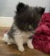 Pomeranian Puppies for sale in Stockton, MO 65785, USA. price: NA