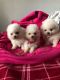 Pomeranian Puppies for sale in New York, NY, USA. price: $610