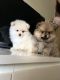 Pomeranian Puppies for sale in Los Angeles, CA, USA. price: $300