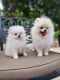 Pomeranian Puppies for sale in Miami, FL 33177, USA. price: NA