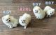 Pomeranian Puppies for sale in Jones, OK, USA. price: $450
