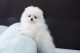 Pomeranian Puppies for sale in New York, NY, USA. price: $500