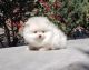 Pomeranian Puppies for sale in Portland, OR, USA. price: $700