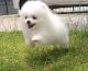 Pomeranian Puppies for sale in Charlotte, NC, USA. price: $680