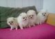Pomeranian Puppies for sale in 8 Hornbeam Dr, Moorestown, NJ 08057, USA. price: NA