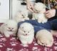 Pomeranian Puppies for sale in Los Angeles, CA, USA. price: $585