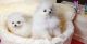Pomeranian Puppies for sale in Trenton, NJ, USA. price: NA