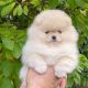 Pomeranian Puppies for sale in Orosi, CA 93647, USA. price: $400