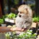 Pomeranian Puppies for sale in Jackson, MS, USA. price: $400