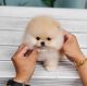 Pomeranian Puppies for sale in Oak Glen, CA 92399, USA. price: $400
