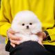 Pomeranian Puppies for sale in West Palm Beach, FL, USA. price: $400
