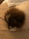Pomeranian Puppies for sale in Mayfield Heights, OH, USA. price: $1,500