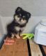 Pomeranian Puppies for sale in Mohawk, TN 37810, USA. price: $800
