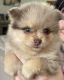 Pomeranian Puppies for sale in Lyles, TN 37098, USA. price: NA