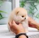 Pomeranian Puppies for sale in Salyersville, KY 41465, USA. price: NA