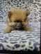 Pomeranian Puppies for sale in Lancaster, PA, USA. price: $595
