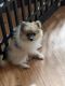 Pomeranian Puppies for sale in Wayland, NY 14572, USA. price: $600