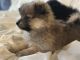 Pomeranian Puppies for sale in Madison, WI 53717, USA. price: $400