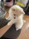 Pomeranian Puppies for sale in Fontana, CA 92335, USA. price: $800