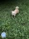 Pomeranian Puppies for sale in Racine, WI, USA. price: $1,500