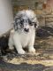 Pomeranian Puppies for sale in DeLand, FL, USA. price: $800