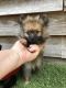 Pomeranian Puppies for sale in Columbia, MS 39429, USA. price: $400