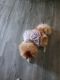 Pomeranian Puppies for sale in 125 Tibet Ave, Savannah, GA 31406, USA. price: $350